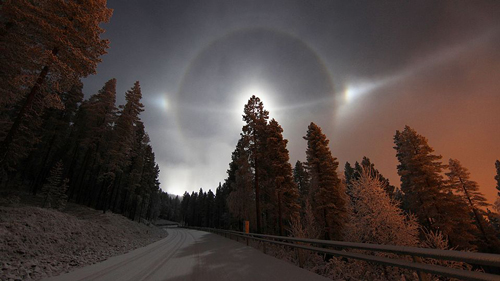 lunar_halo_tree_w